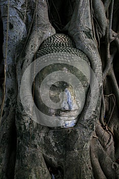 The Head of Buddha