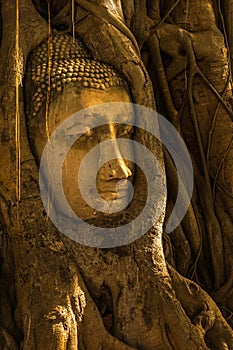 Head of Buddha image surrounded by tree.