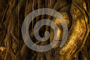 Head of Buddha image surrounded by tree.