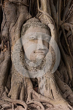 Head of Buddha image in the tree root