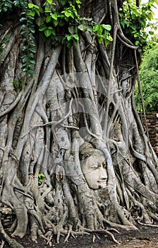 Head of Buddha sculpture within a tree roots