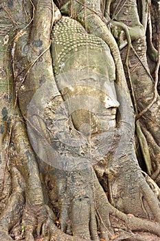 Head of buddha statue