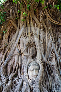 Head of Buddha statue