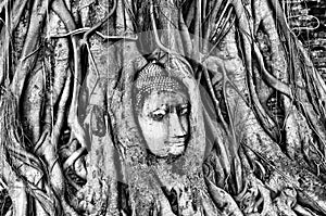 Head of Buddha statue in Banyan Tree with black and white tone,