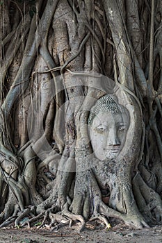 Head of buddha statue in the Pho tree roots at Wat Mahathat temp