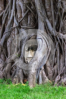 Head of Buddha statue in root of bodhi tree at Wat Mahathat in Ayutthaya Thailand