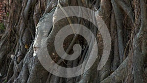 Head of Buddha statue in the tree roots