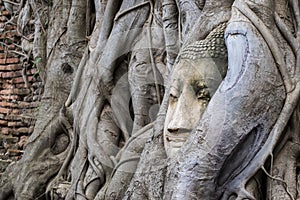 Head of Buddha statue in the tree roots.