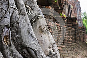 Head of Buddha statue in the tree roots.