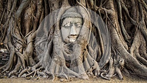 Head of Buddha Statue in the Tree Roots, Ayutthaya, Thailand