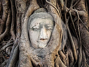 Head of Buddha Statue in the Tree Roots, Ayutthaya, Thailand