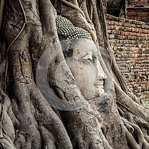 Head of Buddha Statue in the Tree Roots, Ayutthaya, Thailand