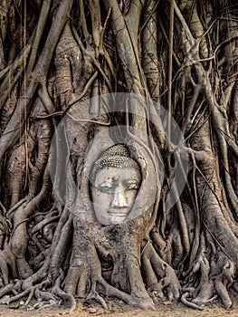 Head of Buddha Statue in the Tree Roots, Ayutthaya, Thailand