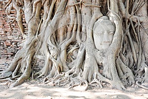 Head of Buddha statue in tree roots, Ayutthaya, Thailand