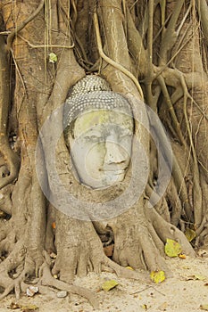 Head of Buddha Statue in the Tree Roots, Ayutthaya, Thailand