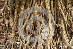 Head of Buddha Statue in the Tree Roots, Ayutthaya, Thailand