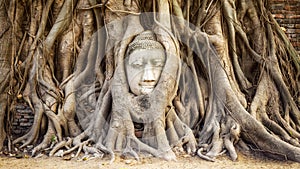 Head of Buddha Statue in the Tree Roots, Ayutthaya, Thailand