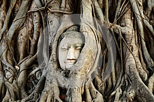 Head of Buddha Statue with the Tree Roots, historic site of Ayutthaya province, Thailand.