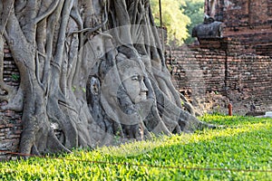 Head of Buddha statue in the tree roots at Wat Mahathat in Ayutthaya Province