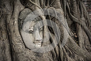 Head of Buddha statue in the tree roots at Wat Mahathat, Ayutthaya, Thailand.