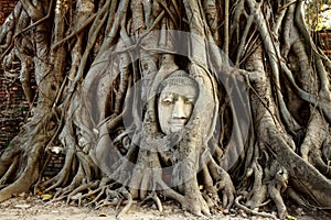 Head of Buddha Statue with the Tree Roots at Wat Mahathat historic site of Thailand.