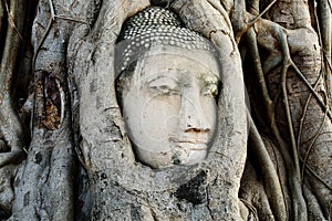 Head of Buddha Statue with the Tree Roots at Wat Mahathat, historic site of Thailand.