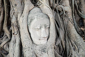 Cabeza de estatua en un árbol raíces sobre el templo 