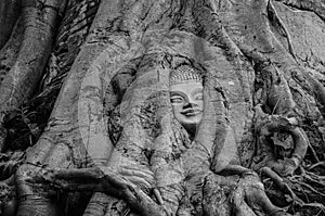 Head of Buddha statue in the tree roots at Wat Na Phra Meru