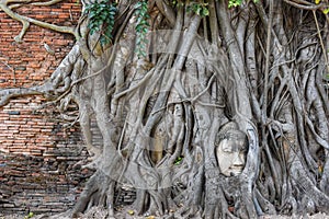 Head of Buddha statue at Wat Mahathat temple in Ayutthaya