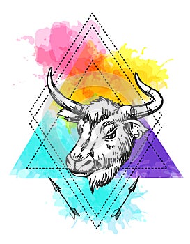 Head of bull. Hand drawn beautiful vector illustration.