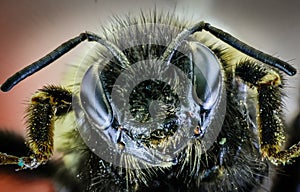 The head of the bumblebee is macro with large eyes and antennae.