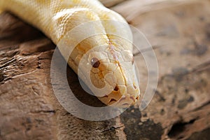 head of Burmese python Albino