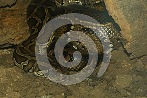 Head burmese python in body on stick tree at thailand