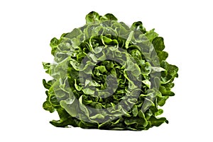 A Head of butter lettuce on white