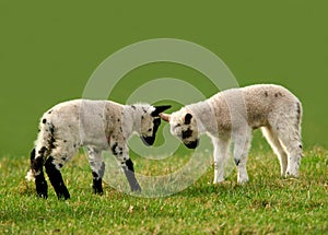 Head Butting Session