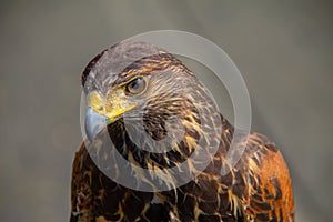 Head from a buzzard closeup one eye