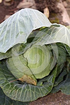 Head of cabbage photo