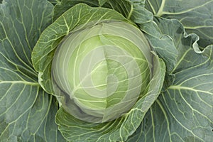 Head cabbage