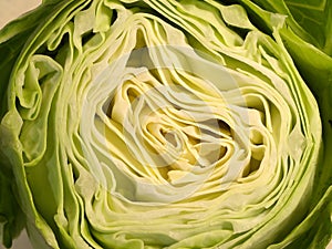 Head of cabbage