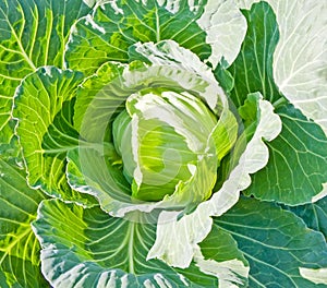 Head Cabbage background
