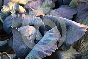 Head of cabbage. Close-up. Red cabbage in the field. Autumn harvest of vegetables. Agricultural work. Vegetable crops.