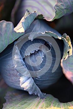 Head of cabbage. Close-up. Red cabbage in the field. Autumn harvest of vegetables. Agricultural work. Vegetable crops