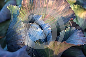 Head of cabbage. Close-up. Red cabbage in field. Sunlight. Autumn harvest of vegetables. Agricultural work. Vegetable