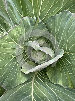 Cabbage