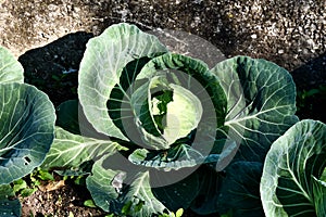 head of cabbage, digital photo picture as a background