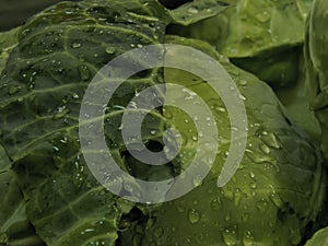 Head of cabbage with drops of water