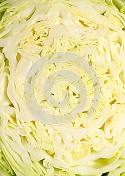 Head of cabbage