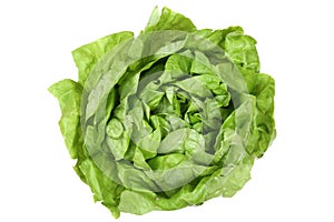 Head cabbage lettuce vegetable top view isolated
