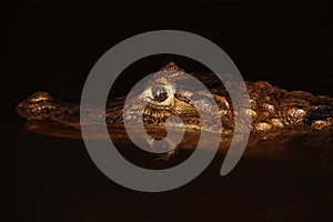 Head of a caiman in Costa Rica at night in the water