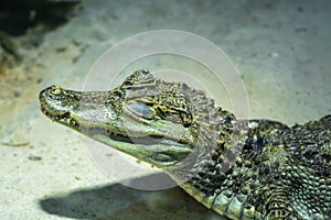 Head of a caiman in a terrarium